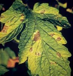 A betegség kialakulásához kedvező feltételek esetén a növény akár az összes levelét is elveszítheti.