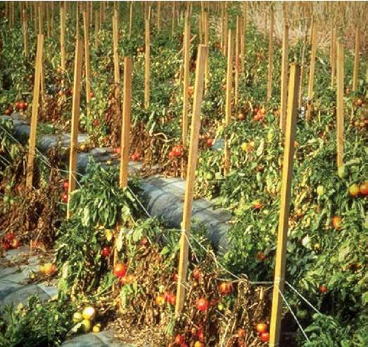 Gombás Fuzáriumos hervadás Fusarium oxysporum f. sp.