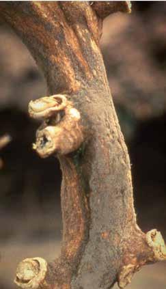 Gombás Szürkepenész Botrytis cinerea (teleomorf: Botryotinia fuckeliana) Világszerte Ez a gomba a növény