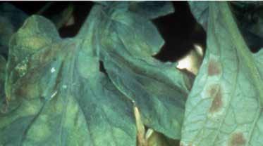 Gombás Kladospóriumos betegség Fulvia fulva (szin.: Cladosporium fulvum) Számos fiziológiai rassza ismert.