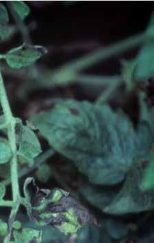 A gomba a vegetációs időszakok között a talajban, a fertőzött növényi maradványokon, valamint paprikán vagy