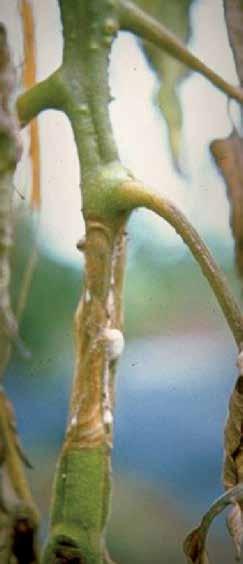Gombás Fehérpenész (szin.: szklerotíniás szárrothadás) Sclerotinia sclerotiorum Sclerotinia minor Világszerte Ez a gomba a levelet, a szárat, a levélnyelet és esetenként a termést fertőzi meg.