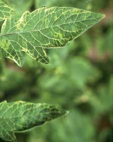 A paradicsom foltosság vírust a dohánymolytetű terjeszti. A vírusnak viszonylag kevés gazdanövénye van, pl.