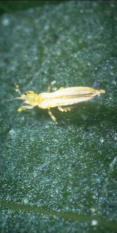 A pirosfarú üvegházi tripsz (Heliothrips haemorrhoidalis) elsősorban a üvegházakban termesztett dísz- és zöldségnövényeken okoz problémát. Általában párosodás nélkül szaporodnak.