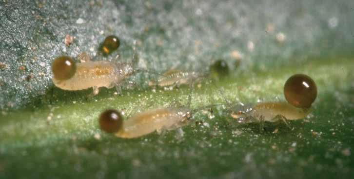 A tripszek a gazdanövények bőrszöveti sejtjeiből táplálkoznak.