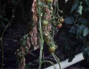 Terméshimlő Az első tünetek a zöld termésen kisméretű, áttetsző vagy vörösesbarna, kissé nyúlt vagy ovális