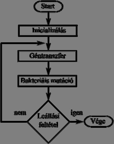 2.16. ábra A bakteriális evolúciós algoritmus folyamatábrája A géntranszfer (2.18. ábra) teszi lehetővé a baktériumok genetikai információjának átadását a populációban.