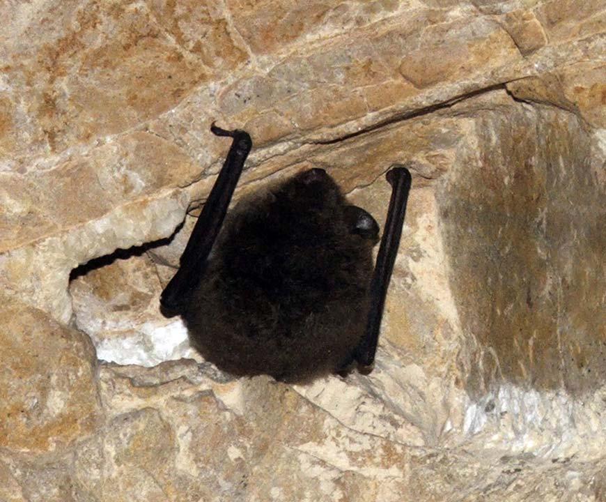 V Myotis daubentoni vízi
