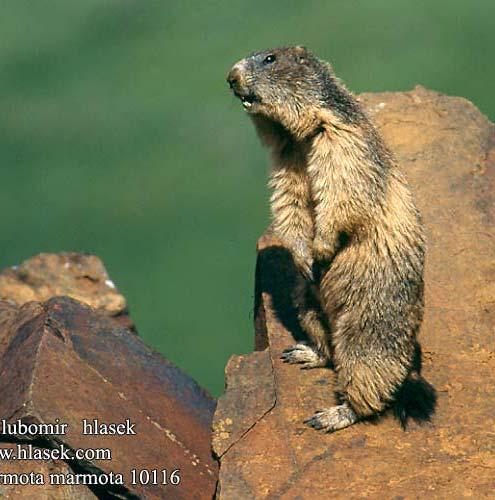fölött (Marmota