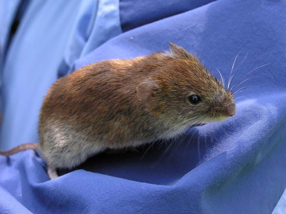 Clethrionomys glareolus
