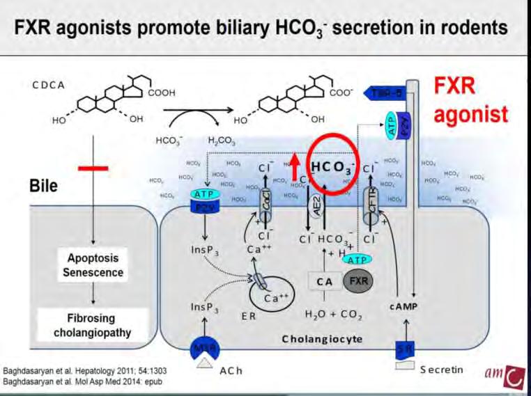 Farnesoid receptor