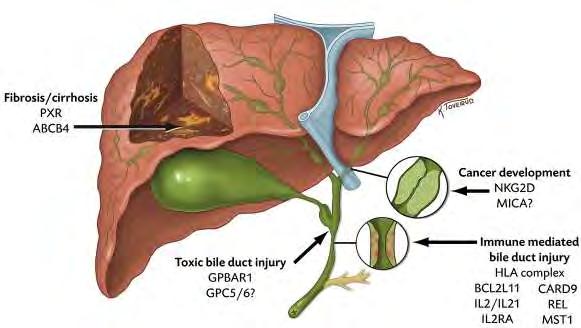 Genes involved in pathogenesis of PSC Folseraas