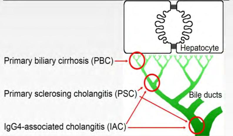 Autoimmunity in