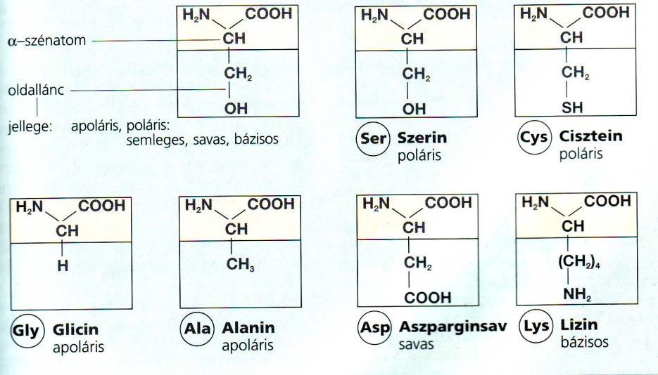 Fehérjék (proteinek) Biológiai szerepük: biokémiai