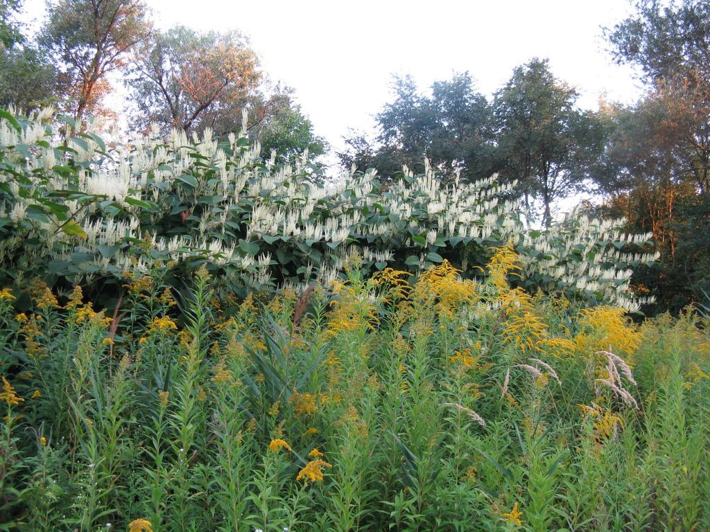 1. sz. kép: Inváziós fajokkal borított terület (http://www.orszagalbum.hu/kep.php?p=63195) 2. sz. kép: Bálványfa (Ailanthus altissima) (http://www.orszagalbum.hu/balvanyfa_p_48269) A bálványfa (Ailanthus) a szappanfavirágúak rendjébe tartozó bálványfafélék családjának egy nemzetsége.
