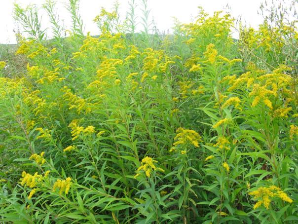 6. sz. kép: Aranyvessző-fajok (Solidago spp.) (http://www.orszagalbum.hu/kep.php?
