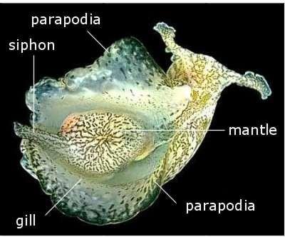 Tengeri nyúl (Aplysia Californica) Kopoltyú, ami egy védőlebeny alatt van. Ha megérintjük a a szifont kopoltyú behúzódok a védőlebeny alá.