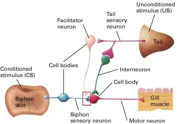 Neuronhálózat: Feltételes inger: szifon érintése, Feltétlen inger: a farokra mért ütés. Szenzoros neuronok: szifonban és a farokban. Motoros neuron: kopoltyúban.