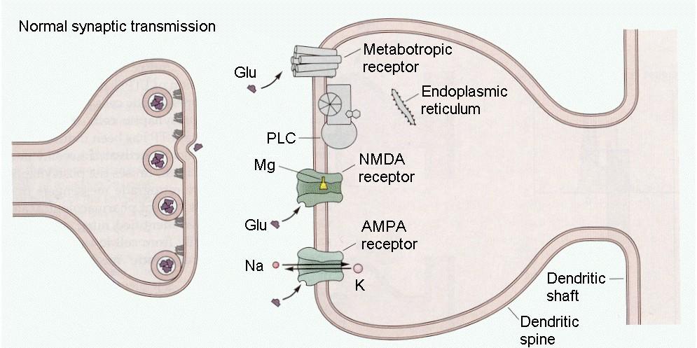 LTP kialakulása: Szinaptikus transzmisszió alapállapota: Felszabaduló glutaminsav: AMPA receptorhoz köt, sejt depolarizációja metabotróp glutamát receptorhoz köt, PLC-t