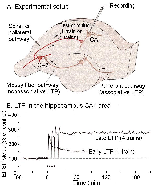 Hippocampális LTP: CA1 piramissejtek válaszainak erősödése.