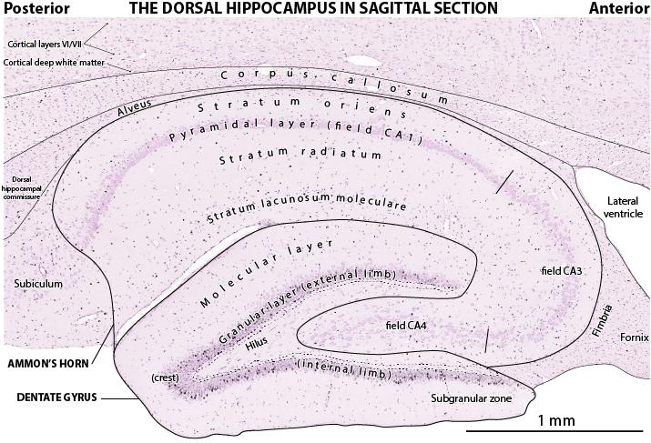 Limbikus területek anatómiája: Hippocampus: archikortikális terület 3 rétegű.