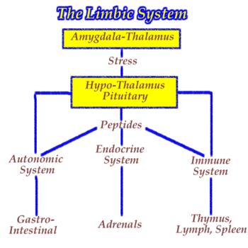 Limbikus rendszer: Funkciója: motiváció, szexuális reakciók, vegetatív és neuroendokrin rendszer