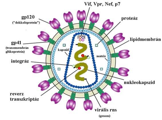 AIDS Acquired Immuno Deficiency Syndrome (Szerzett Immunhiányos Tünetegyüttes) Az AIDS betegség vírusa a HIV, amely az immunrendszer sejtjeit