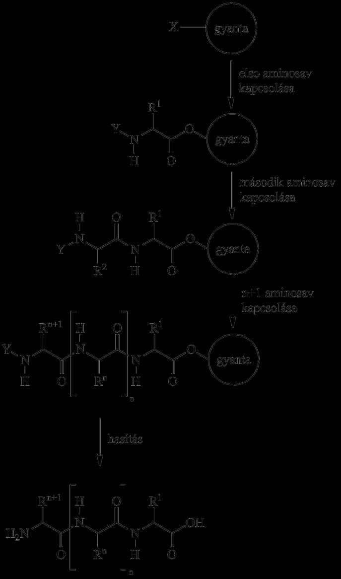 védeni kell. Mivel az eljárás során a nagy reagens felesleget alkalmazunk, az α-aminocsoportok mellett az érzékeny oldallánc funkciós csoportokat is védeni kell.