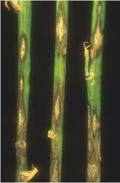 trifolii f. sp. medicaginis-sativae (A) Növénykórtan 2.