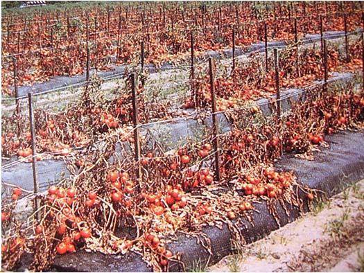 Hervadási jelenségek 4. Fertőző hervadás - 4.b. Tracheomikózis Fusarium oxysporum f.