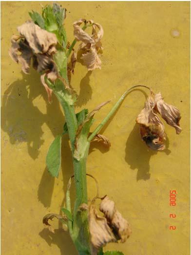 sp. pisi (D) borsó Jánosnapi betegség Fusarium oxysporum f.sp. tulipae (D) tulipán fuzáriumos betegsége Növénykórtan 2.
