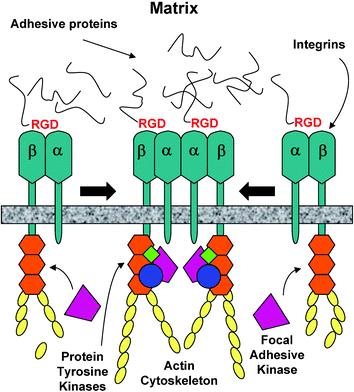 Adhéziós glikoproteinek Gyakran RGD szekvenciát (Arg-Gly-Asp) tartalmaznak, amelyet spec. receptorok ismernek fel Osztályozás: 1. nyomvonalalkotók pl.