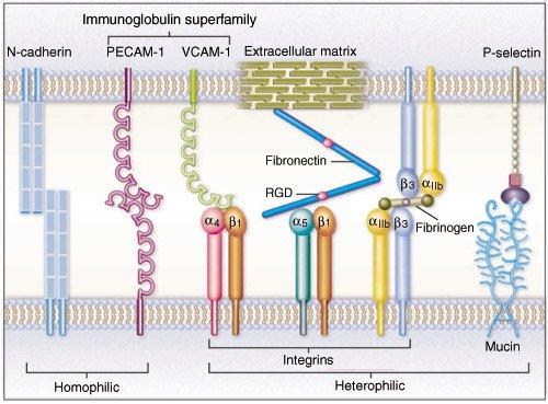 Adhéziós receptorok Sejtmembránban kapcsolat+jelfelvétel Osztályozás: Integrinek sejt - extracell.