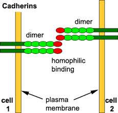 Kadherinek homofil, Ca-dependens 3-4 Ca kötő domén ha nincs Ca konformációváltozás lebontás embriogenezisben kulcsszerep felnőttben: normál sejt-sejt kölcsönhatások