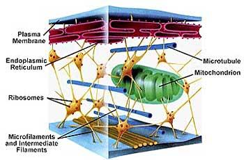 Citoszkeleton Intracelluláris filamentumrendszer Sejt alakja Pálya