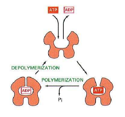 Mikrofilamentumok Minden sejtben alapvető Vastagság: 7nm Monomer: glubuláris aktin Polimerizációja F-aktinná ATP