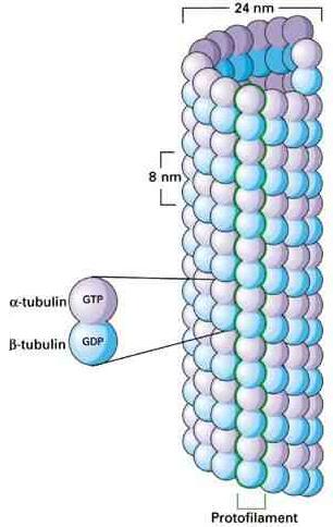 Vastagság: 24 nm Mozgásokhoz pálya Tubulin dimerekből polimerizálódik Gyors
