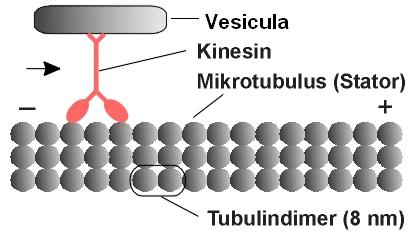Mikrotubulusok II Polimerizáció: centriolumból, bazális testből indul (MTOC) negatív vég itt Mechanoenzimek: Kinezin - + Dinein + - Feladatok: 1.