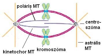 Mikrotubulusok funkciói Sejtosztódás