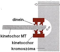 nincs sejtosztódás MT toxinok