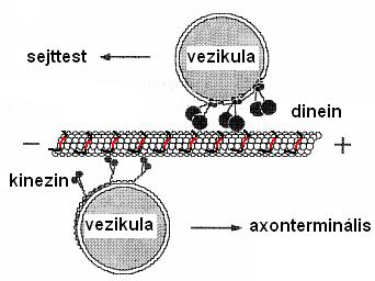 keresztmetszete