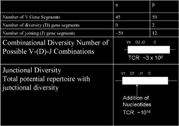 V-D-J kombinatorikus és junkcionális