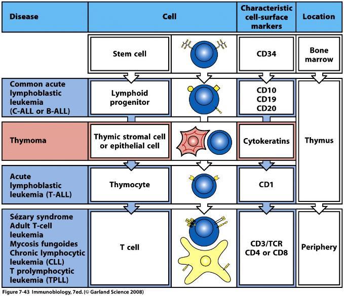 Malignant haematopoietic diseases originated