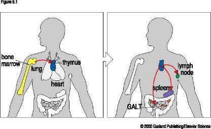 A perifériás T sejt készlet kialakulása T cell precursors are produced in the bone marrow from the common