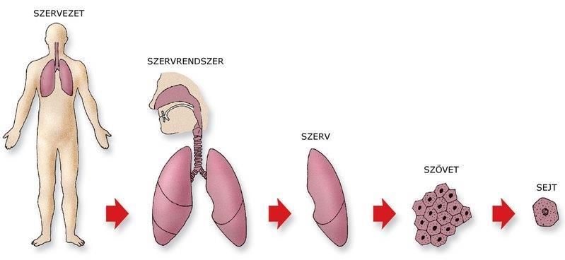 1. feladat Összesen: 8 pont /..pont A hisztológia ismerete fontos egy gyakorló kozmetikus számára. Az alábbi feladatban ezzel kapcsolatos ismereteiről kell számot adnia.