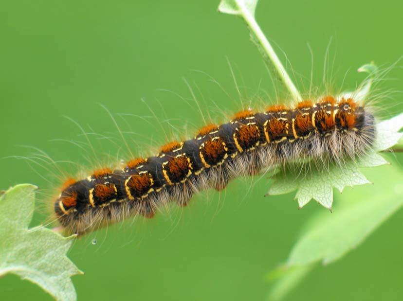 kép Barna gyapjasszövő (Eriogaster lanestris) Fotó: Szabó Dorottya Létavértes: