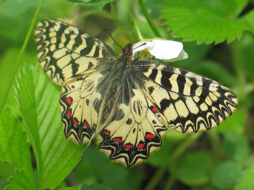 2006. évi adatok a Tiszántúl és a Tisza-mente Lepidoptera-faunájának