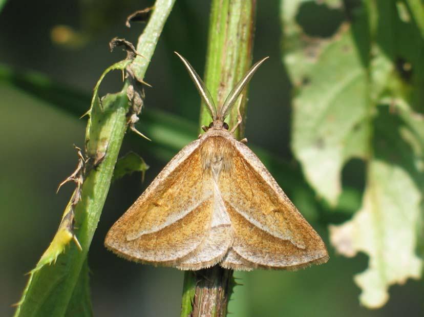2006. évi adatok a Tiszántúl és a Tisza-mente Lepidoptera-faunájának ismeretéhez