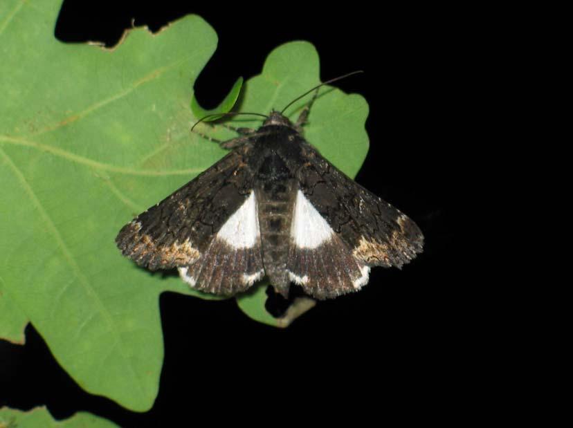 2006. évi adatok a Tiszántúl és a Tisza-mente Lepidoptera-faunájának