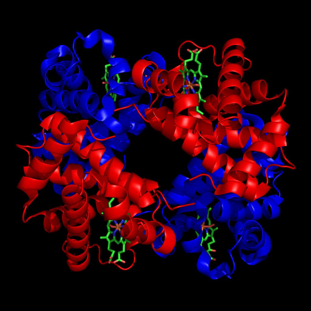Intrinsic kontraszt: Deoxy-haemoglobin A paramágneses